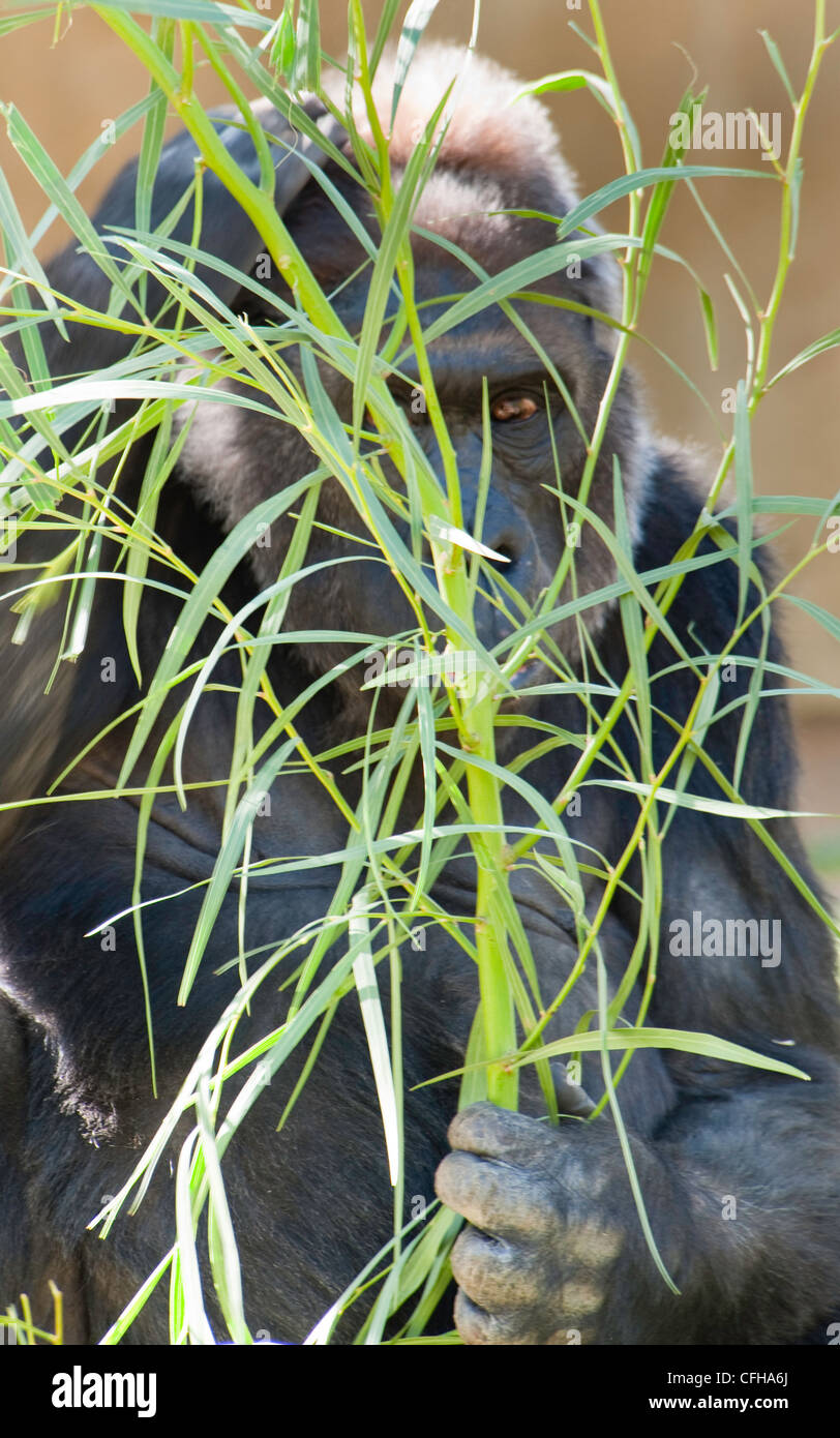 westliche Tiefland-Gorilla im zoo Stockfoto