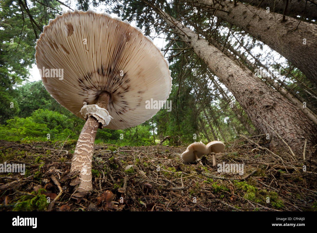 Parasol Pilze in Kiefernwäldern, Tirol, Österreichische Alpen. Stockfoto