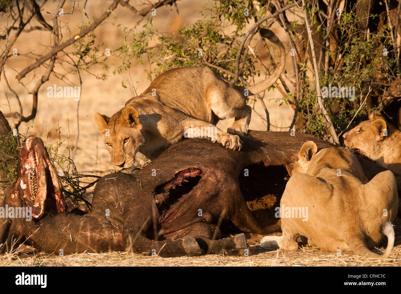 Löwen spielen auf einen Büffel zu töten Stockfoto