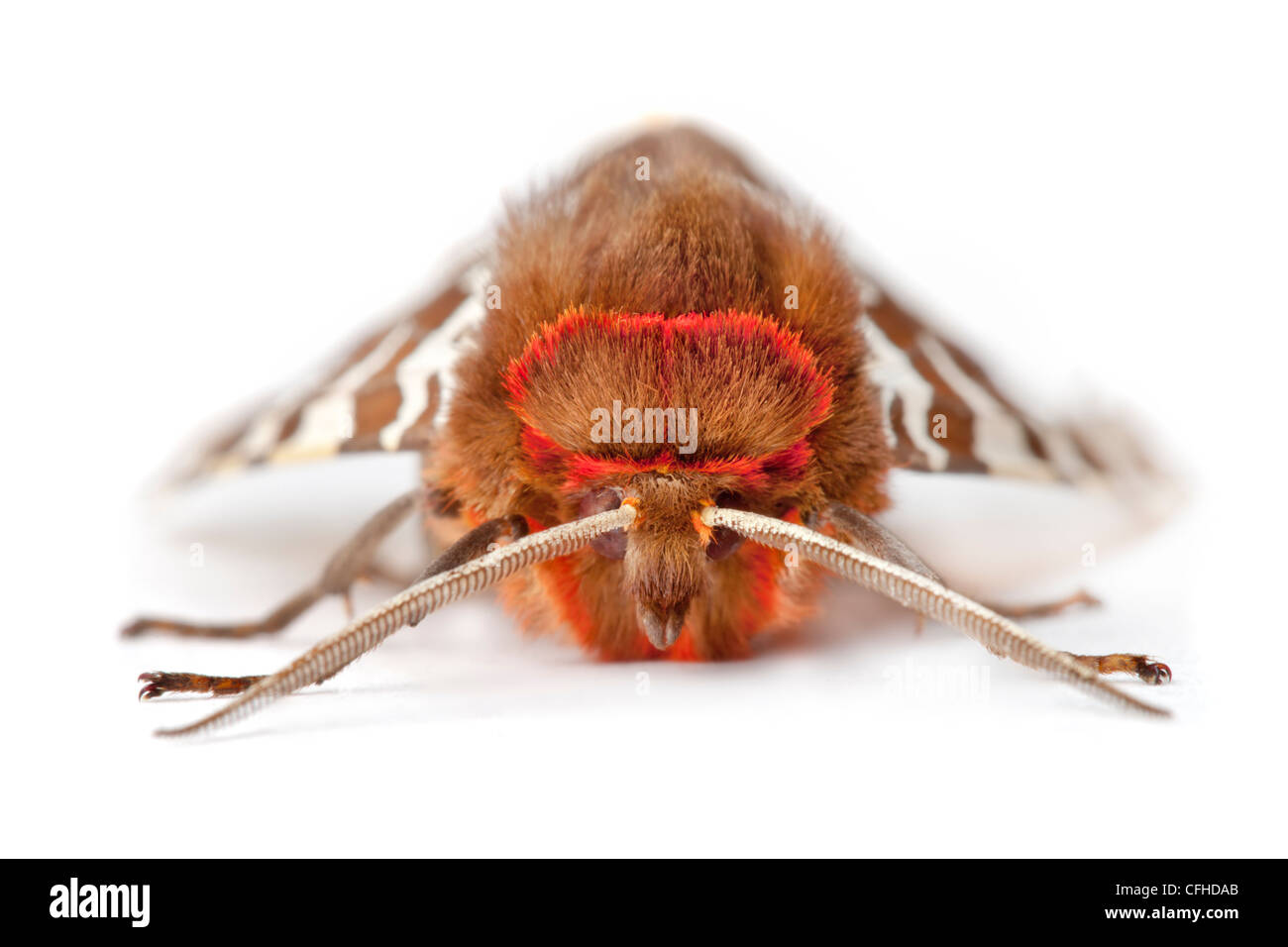 Garten-Tiger Moth auf weißem Hintergrund fotografiert. Pembrokeshire, UK. Juli. Stockfoto