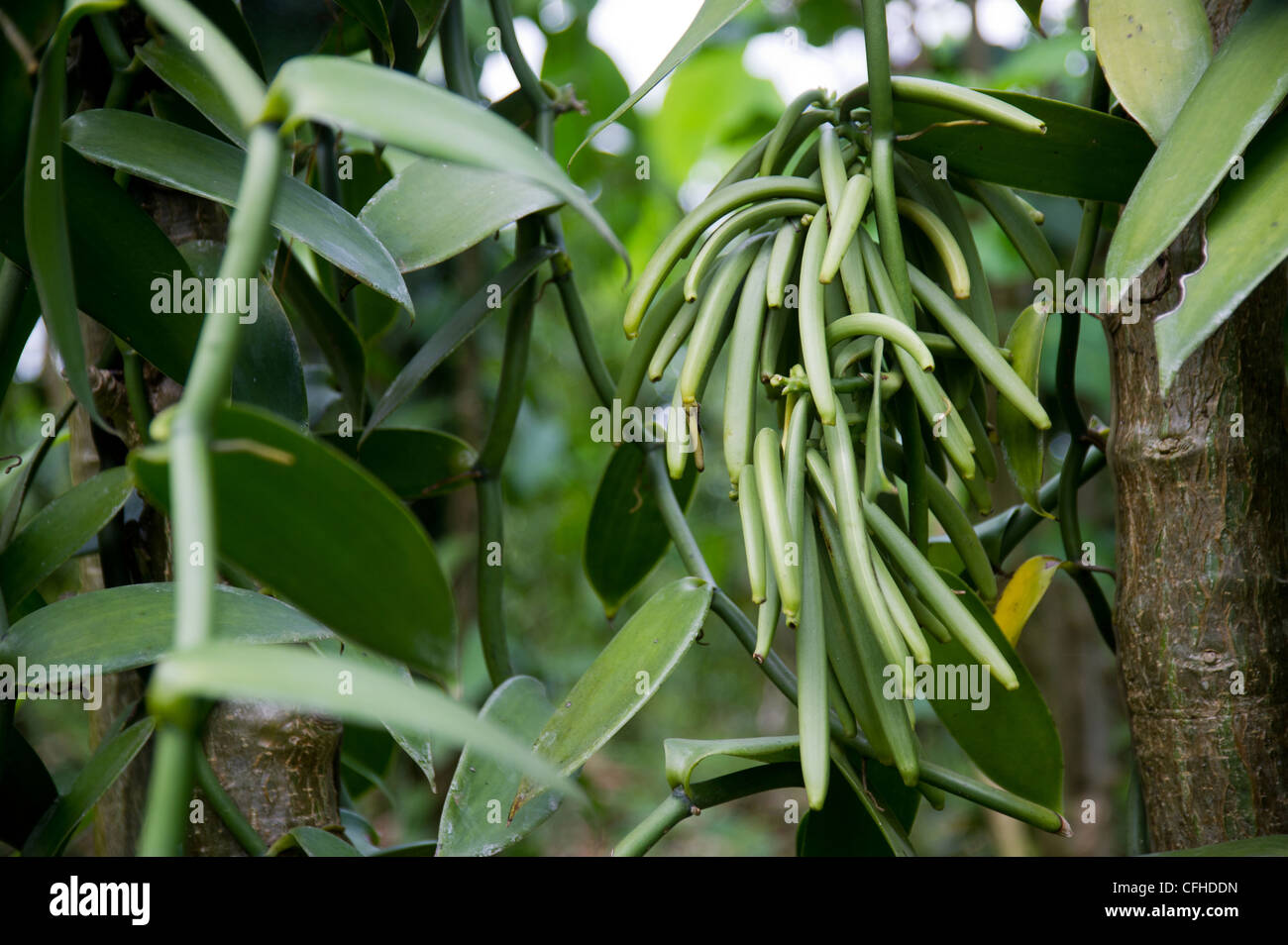 Vanille-Windpark in der Ruwenzori-Gebirge in der Nähe von Bundibugyo, Westuganda. Stockfoto