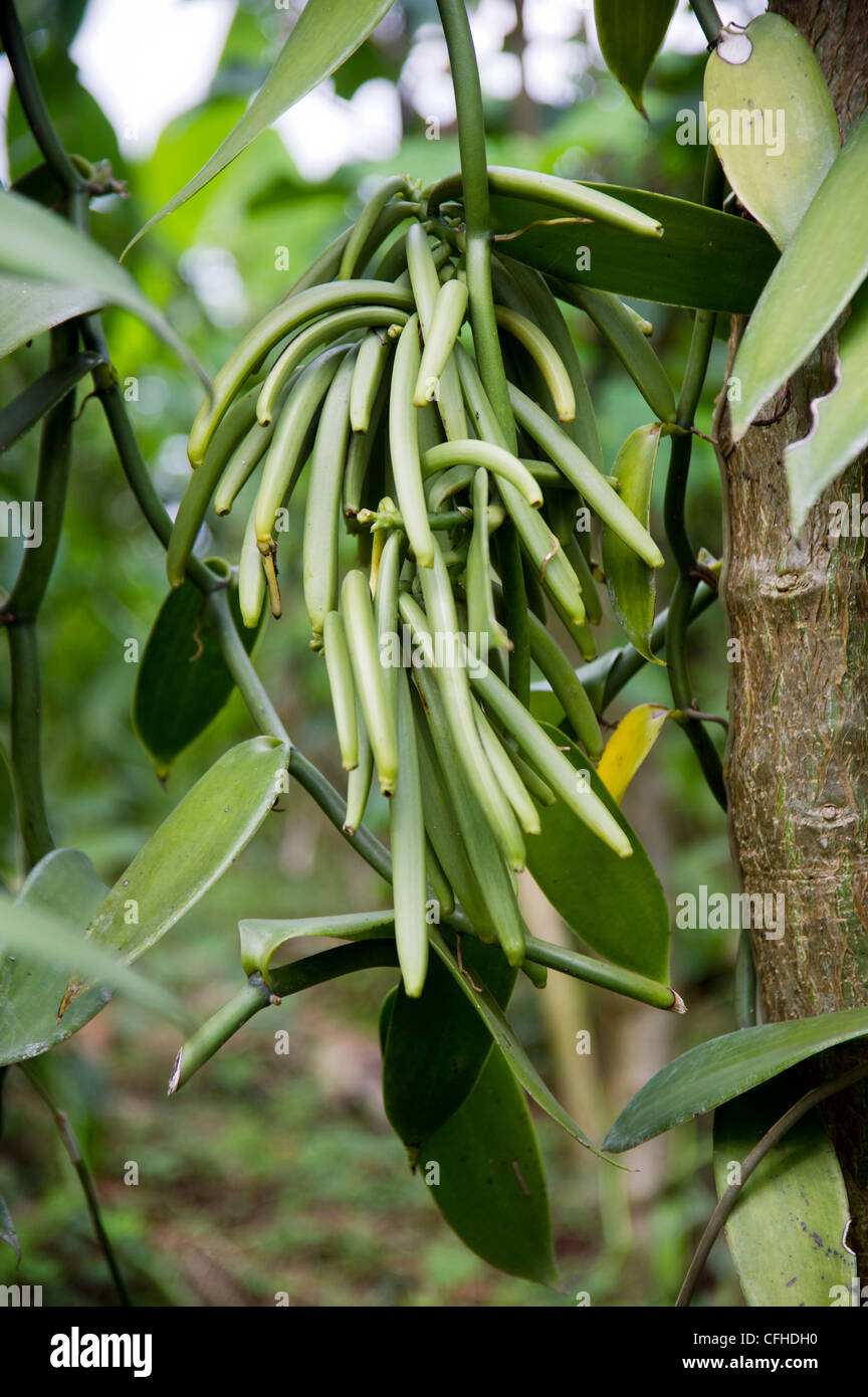 Vanille-Windpark in der Ruwenzori-Gebirge in der Nähe von Bundibugyo, Westuganda. Stockfoto