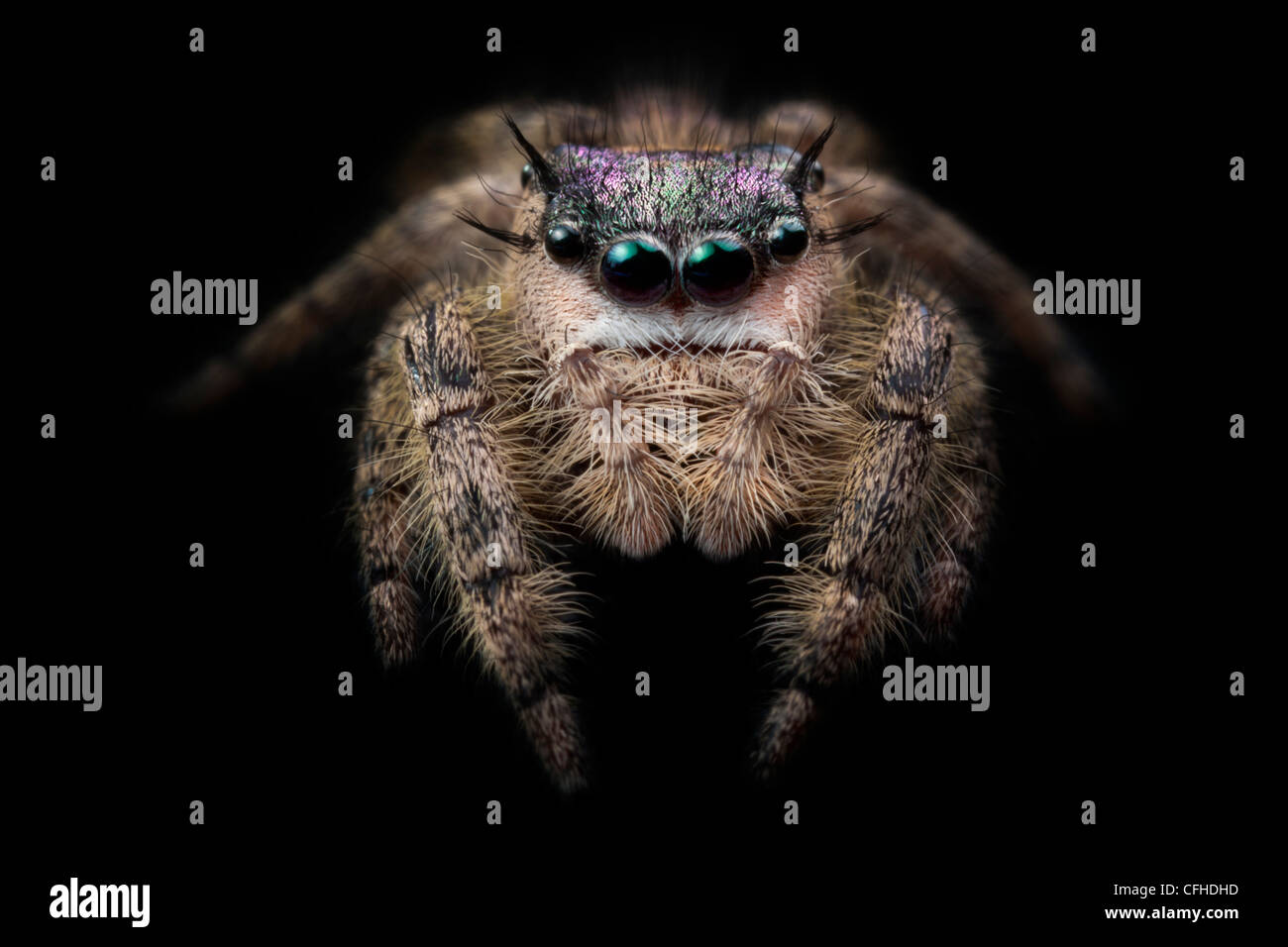 Baldachin Jumping Spider weiblich, Gefangenschaft, Austalien aus Nordamerika. Fotografiert auf schwarzem Samt. Größe 1cm < Stockfoto