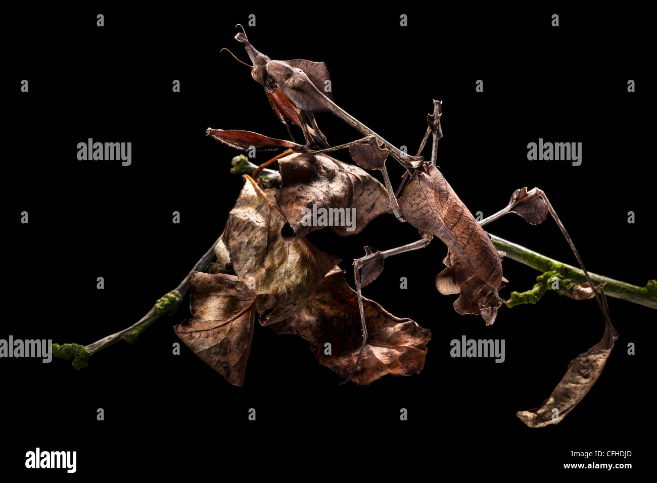 Geige Mantis weiblich zeigt ausgezeichnete Tarnung unter toten Blätter. In Gefangenschaft. Verbreitung: Indien & Sri Lanka. Stockfoto