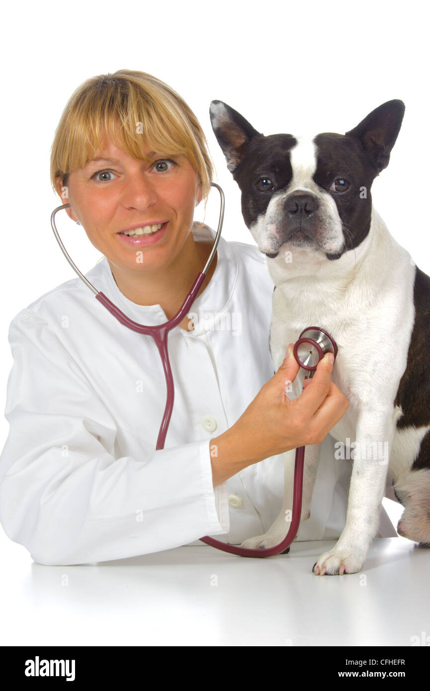 weibliche Tierarzt Doktor mit Hund Boston terrier Stockfoto