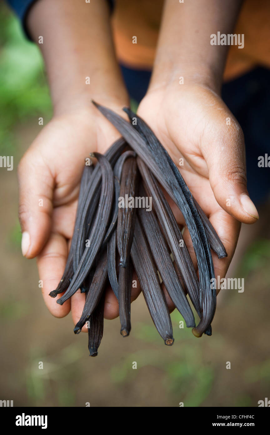 Ein Kind hält trocken Vanilleschoten aus der Farm seiner Familie im Ruwenzori-Gebirge in der Nähe von Bundibugyo, Westuganda. Stockfoto