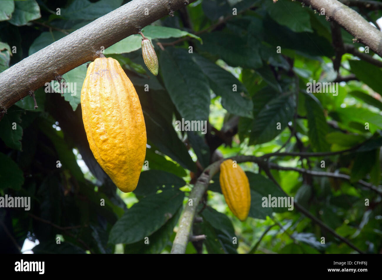 Kakaofrüchte hängen von ihren Baum auf einer Farm im Ruwenzori-Gebirge in der Nähe von Bundibugyo, Westuganda. Stockfoto
