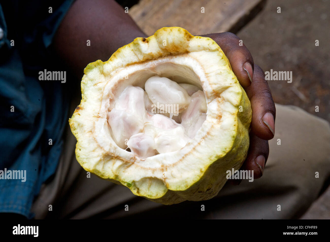Ein Bauer hält eine frisch geöffnete Kakaofrucht auf seiner Farm in das Ruwenzori-Gebirge in der Nähe von Bundibugyo, Westuganda. Stockfoto