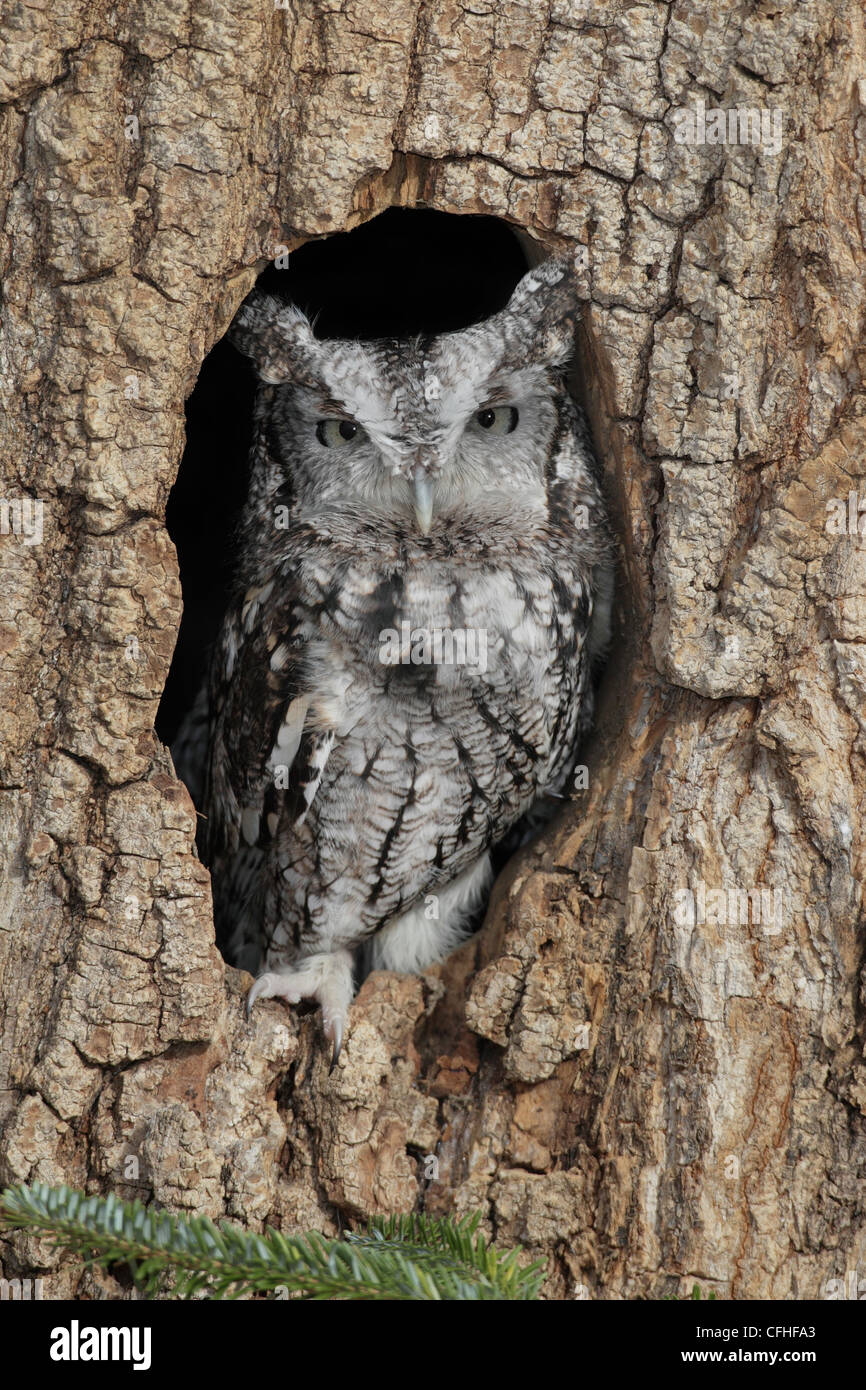 Ost-Kreischeule (Megascops Asio) Stockfoto