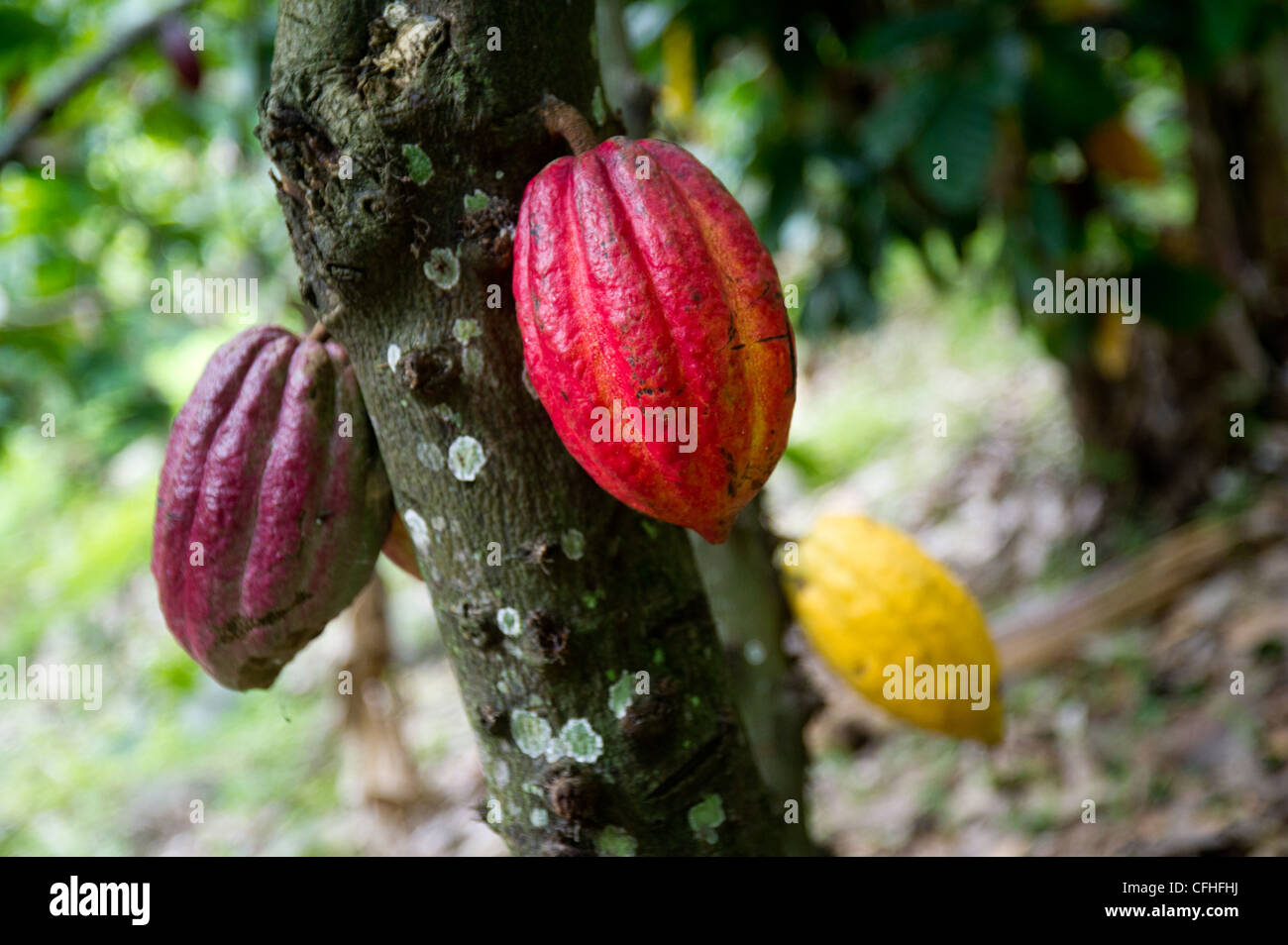 Kakaofrüchte hängen von ihren Baum auf einer Farm im Ruwenzori-Gebirge in der Nähe von Bundibugyo, Westuganda. Stockfoto