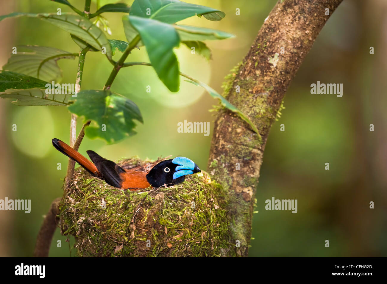 Helm-Vanga auf nest Inkubation Eiern. Masoala-Halbinsel-Nationalpark, Madagaskar. Gefährdeter Arten der IUCN. Stockfoto