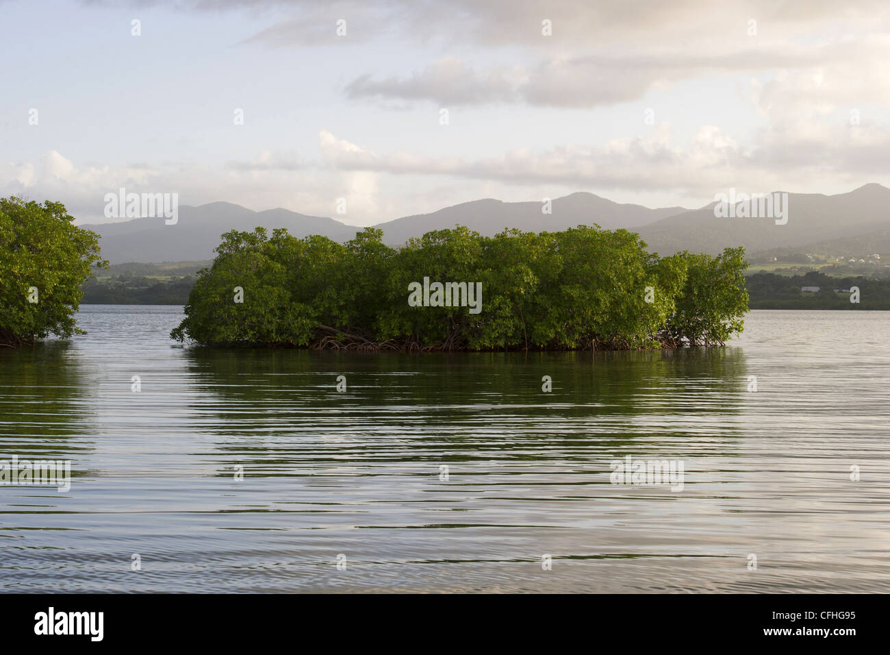 Mangroven von Sainte-Rose, Insel von Basse-Terre, Guadeloupe (971) Stockfoto