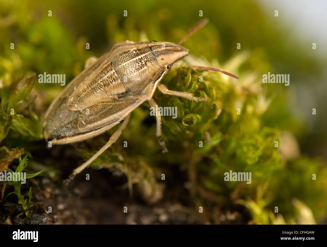 Aelia Acuminata - Käfer Stockfoto