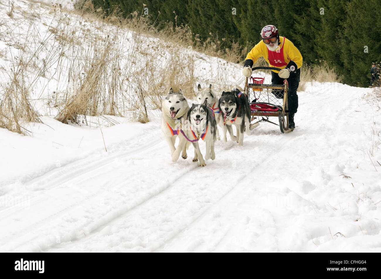 Schlittenhunderennen Stockfoto