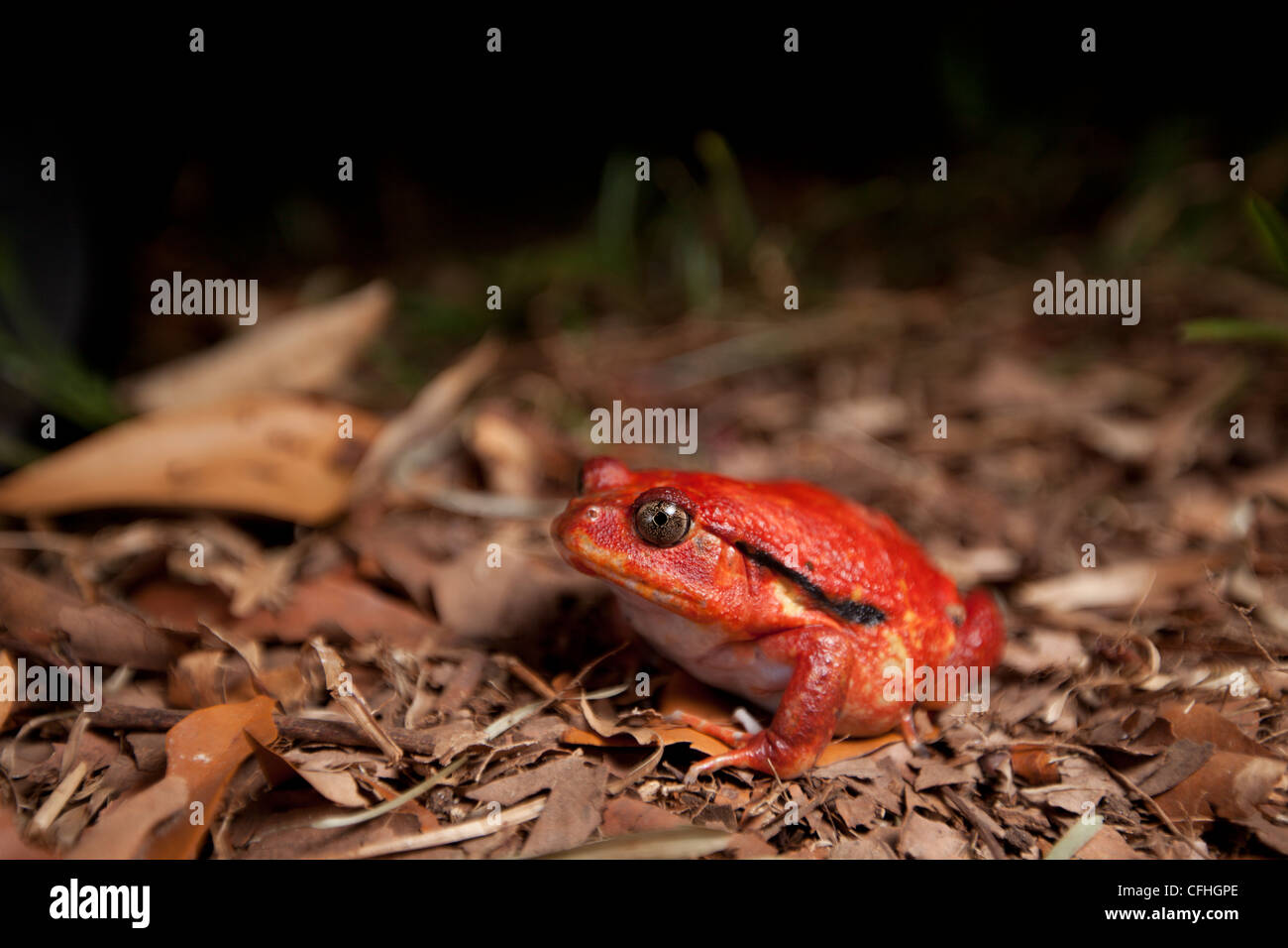 Tomatenfrosch auf Waldboden. Maroantsetra, Nordosten Madagaskars Stockfoto