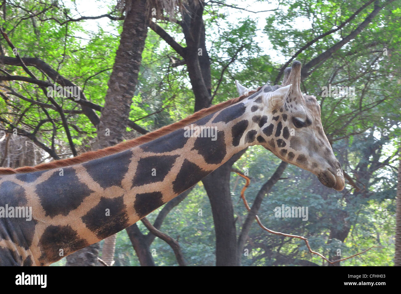 Giraf (Giraffa Giraffe) Stockfoto