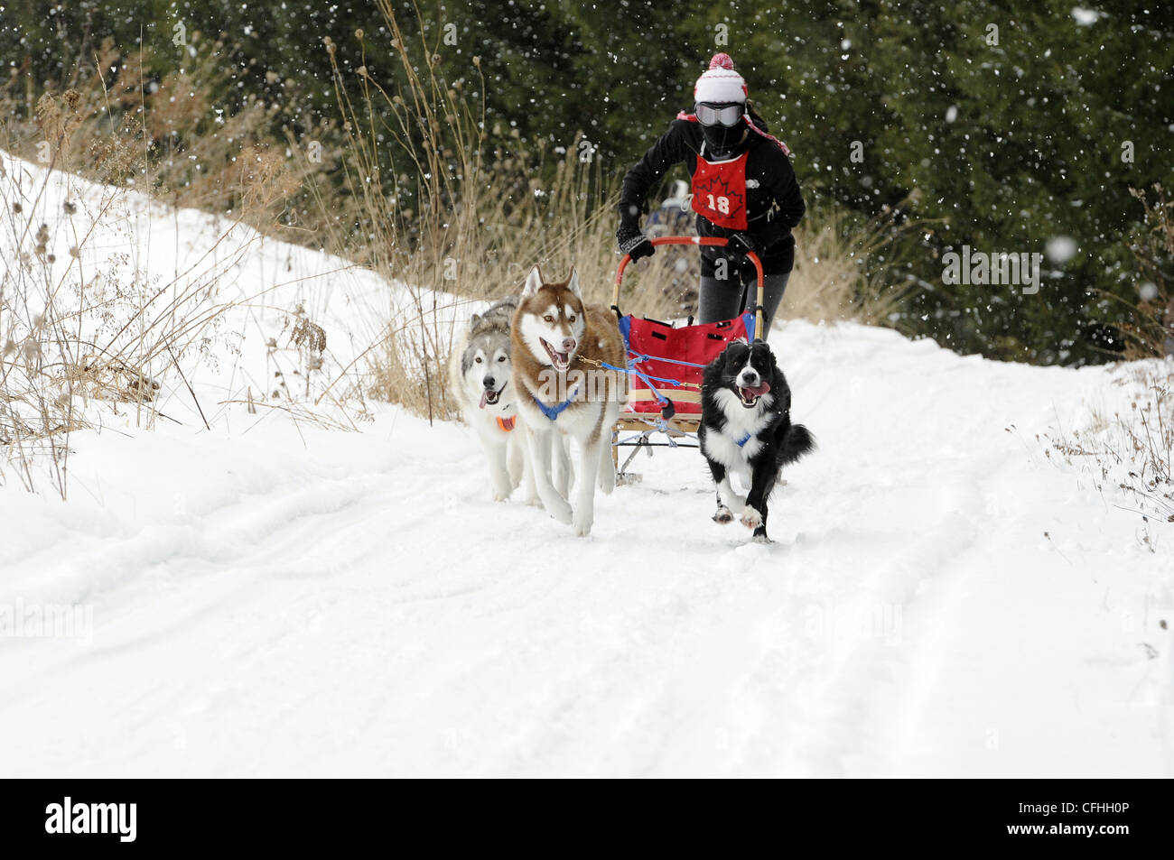 Schlittenhunderennen Stockfoto