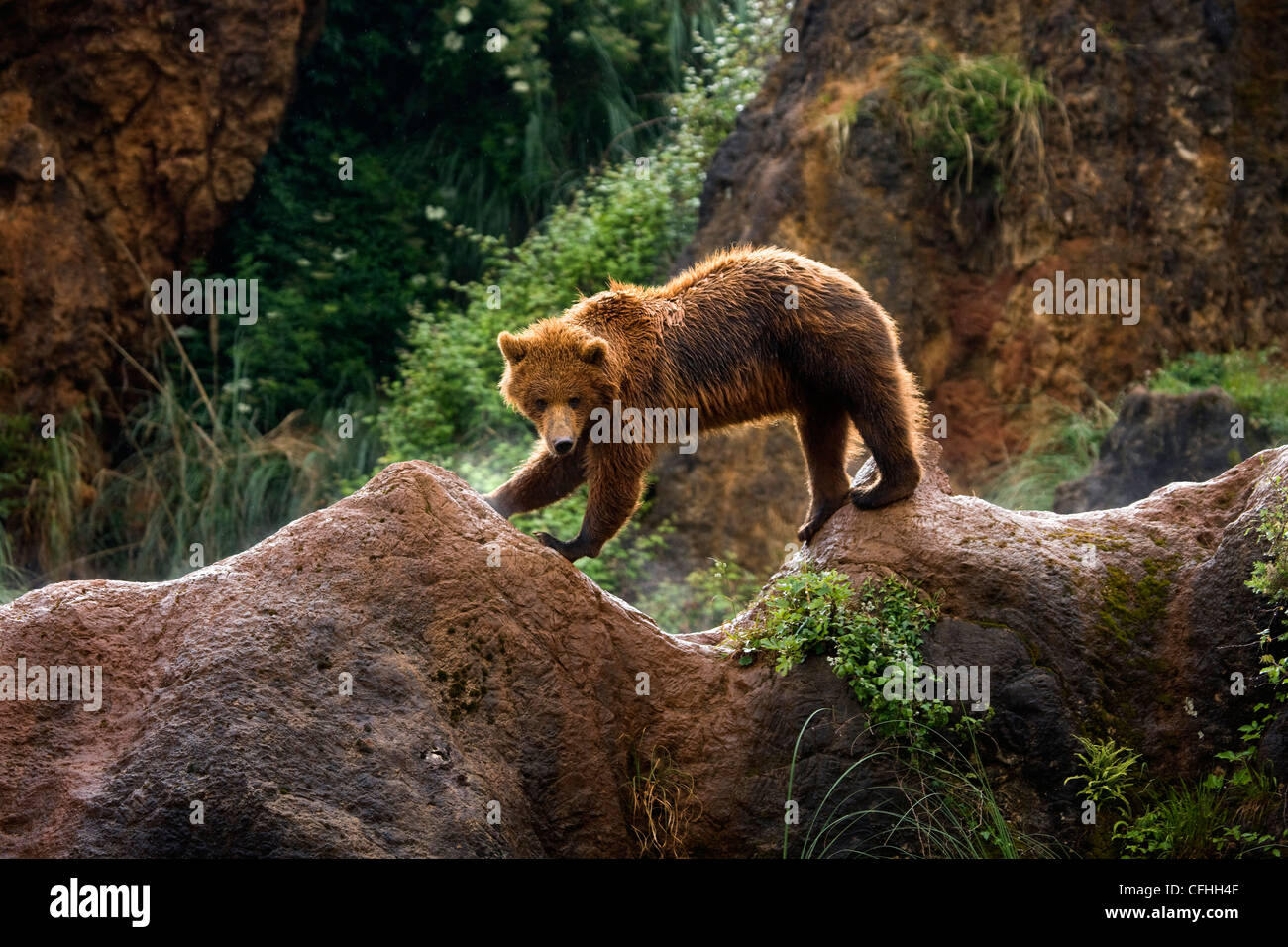 Braunbären Wandern, Cabarceno, Spanien Stockfoto