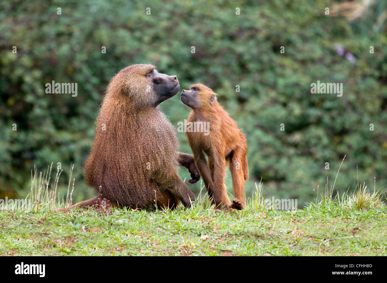 Guinea-Pavian und jung, Cabarceno, Spanien Stockfoto