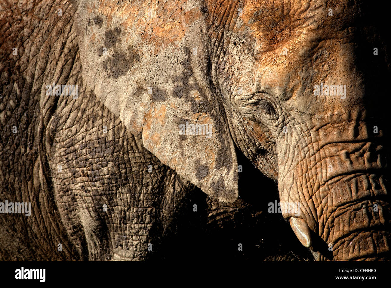 Afrikanischer Elefant Porträt, Cabarceno, Spanien Stockfoto
