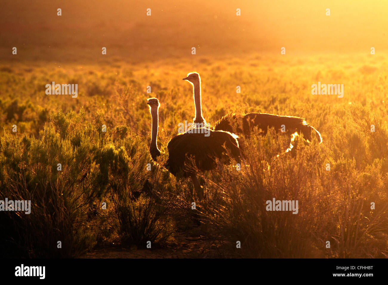 Zwei Strauße bei Sonnenuntergang, Südafrika Stockfoto