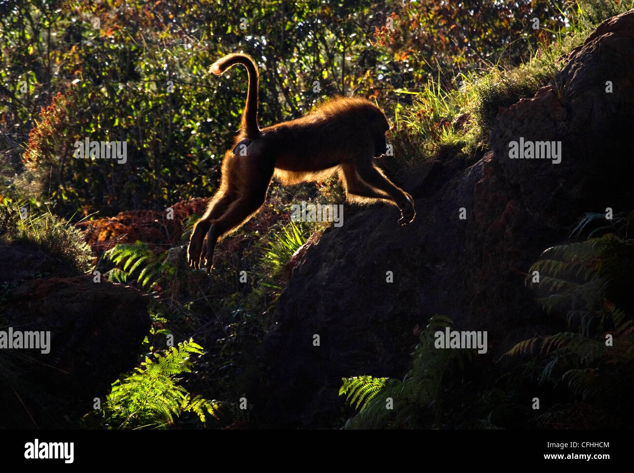 Guinea-Pavian springen, Cabarceno, Spanien Stockfoto