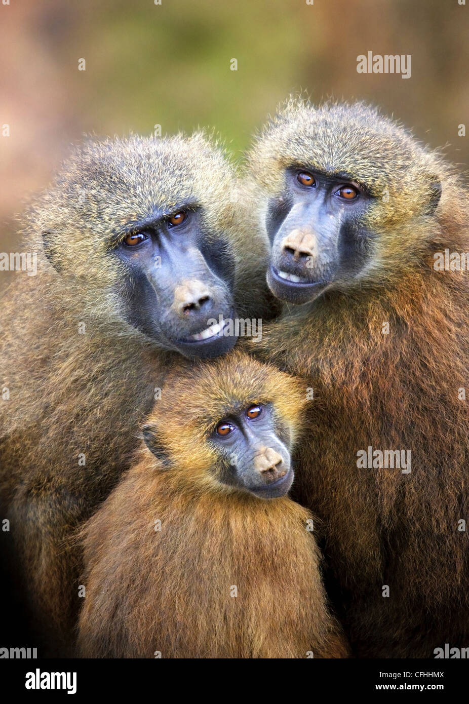 Guinea-Pavian-Familie mit Baby, Cabarceno, Spanien Stockfoto