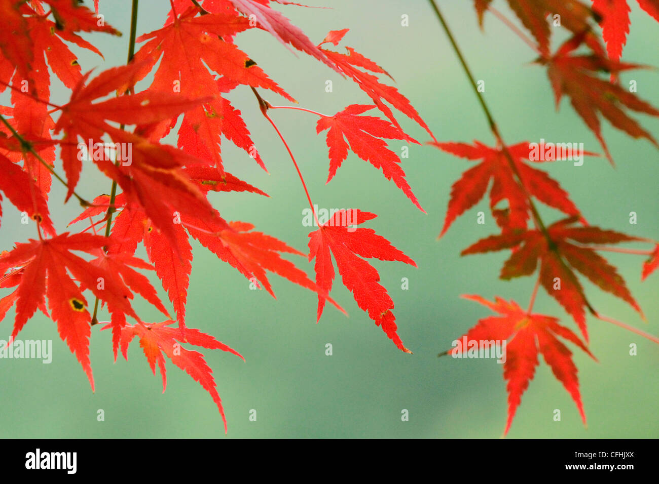 Farbige Herbstblätter in Japan Stockfoto