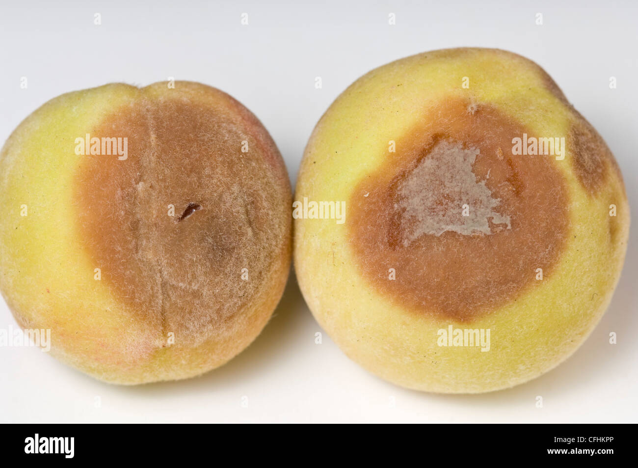 Braunfäule Symptome auf Pfirsiche Stockfoto