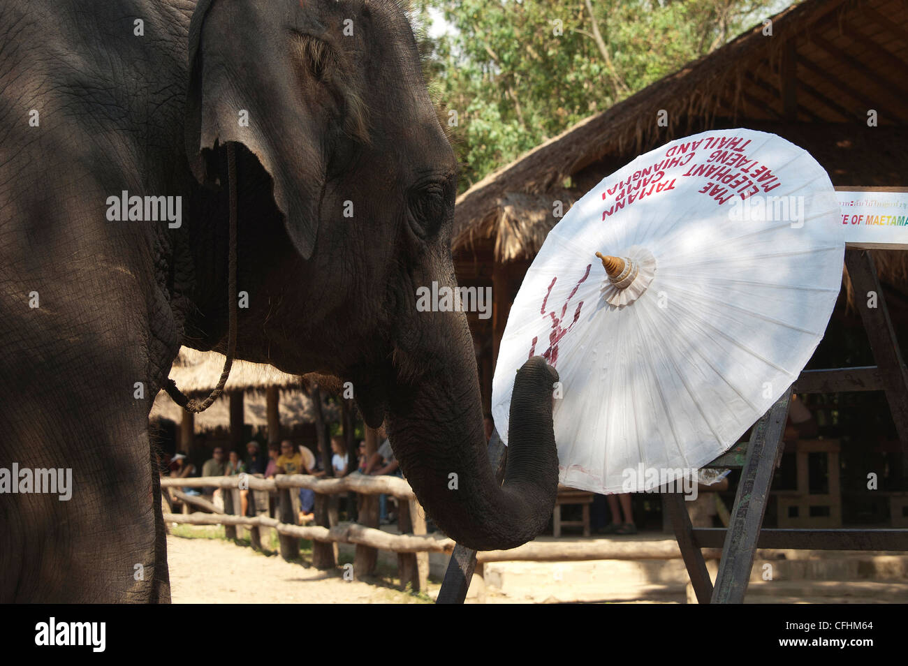 Elk208-4383 Thailand, Chiang Dao, Maetaman Elephant Camp Elefanten malen Stockfoto