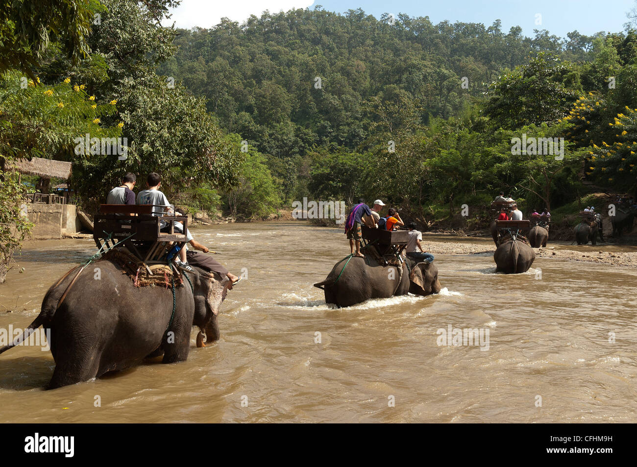 Elk208-4411 Thailand Chiang Dao, Maetaman Elephant Camp, Elefant, Elefanten reiten Mae Taeng River crossing Stockfoto