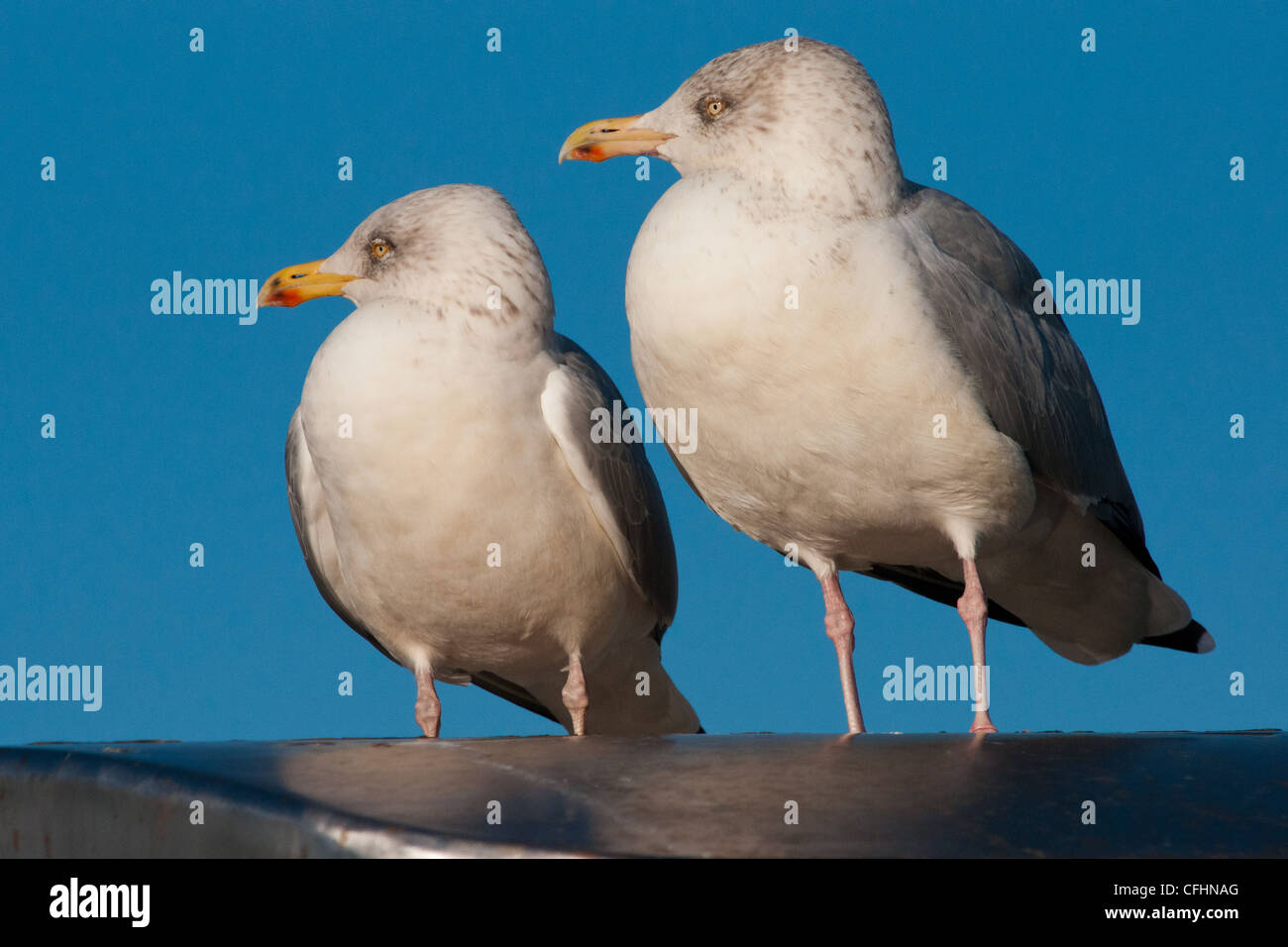 Zwei Möwen Stockfoto