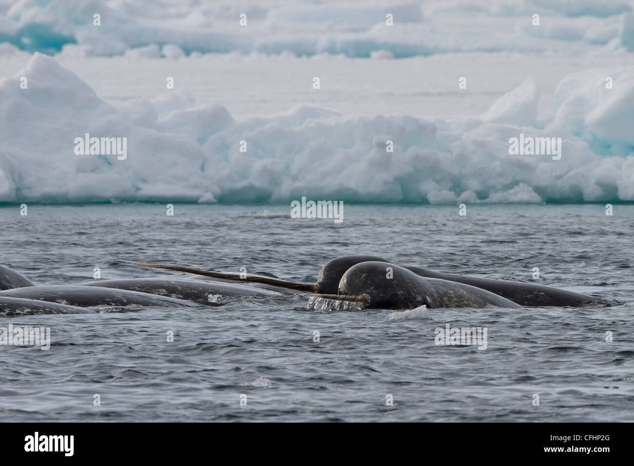 Narwal (Monodon monoceros) vor dem Schollen-Randeis der kanadischen Arktis in Admiralty Inlet, Baffin Island, Nunavut, Kanada. Todd Mintz Photography Stockfoto