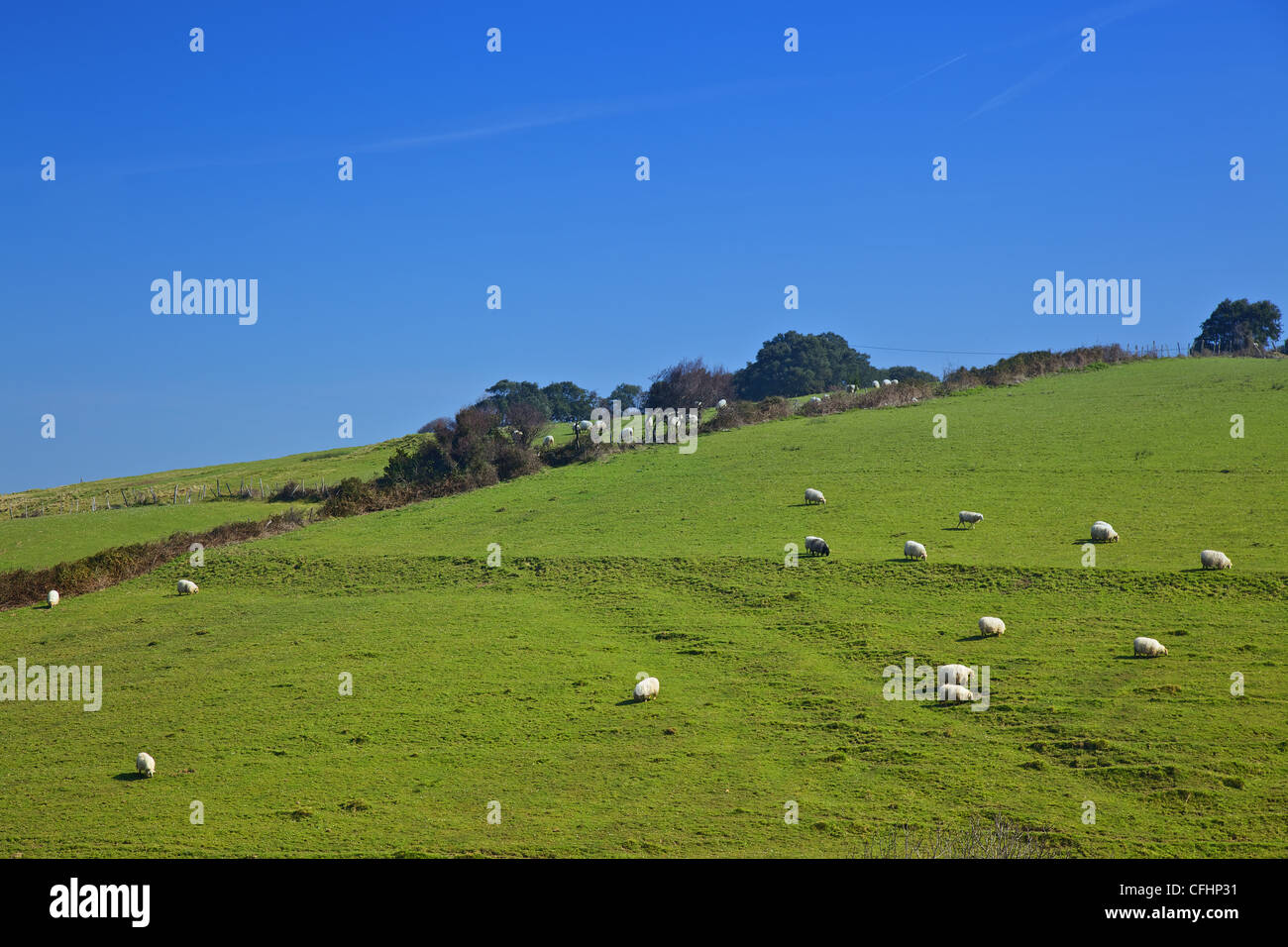 Schafe am sonnigen Tag auf der Wiese Stockfoto