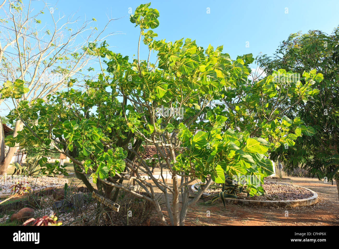 Erythrina Indica Picta, Faboideae, Leguminosae, Papilionaceae, Korallenbaum, Sonnenschein Baum, Brasileirinho Baum, Paraiba, Brasilien, Stockfoto