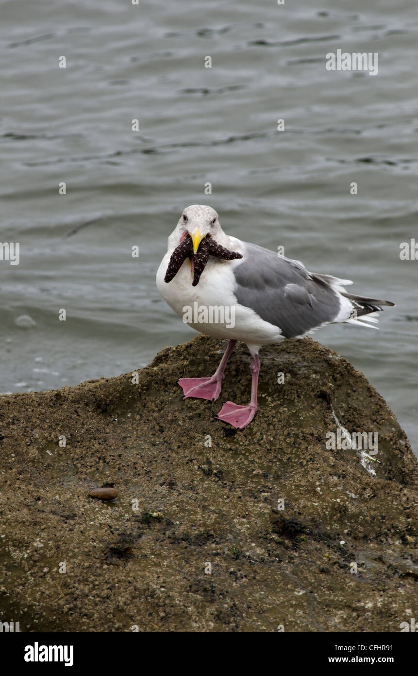 Westliche Möve Essen ein seastar Stockfoto