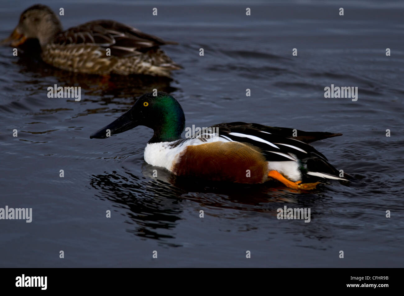 Nördlichen Löffelenten Stockfoto