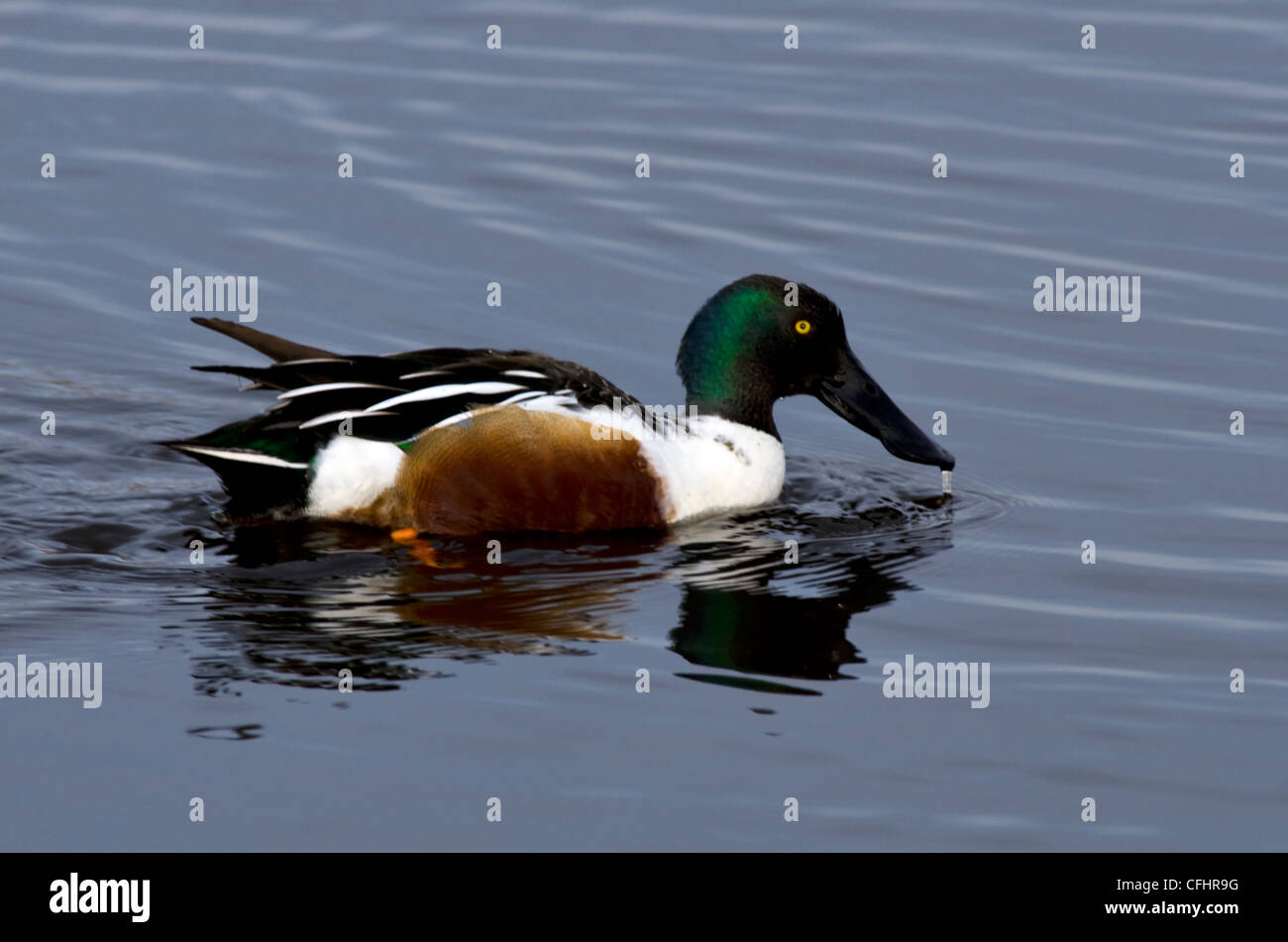 Nördlichen Löffelenten Stockfoto