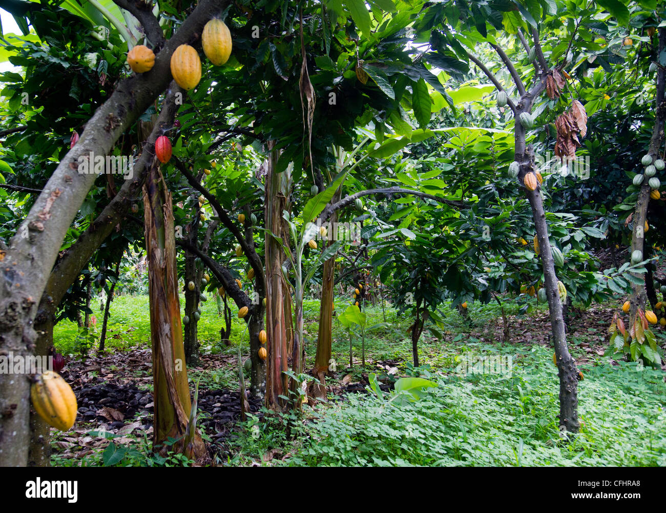 Fairtrade Kakao Farm im Ruwenzori-Gebirge in der Nähe von Bundibugyo, Westuganda. Stockfoto