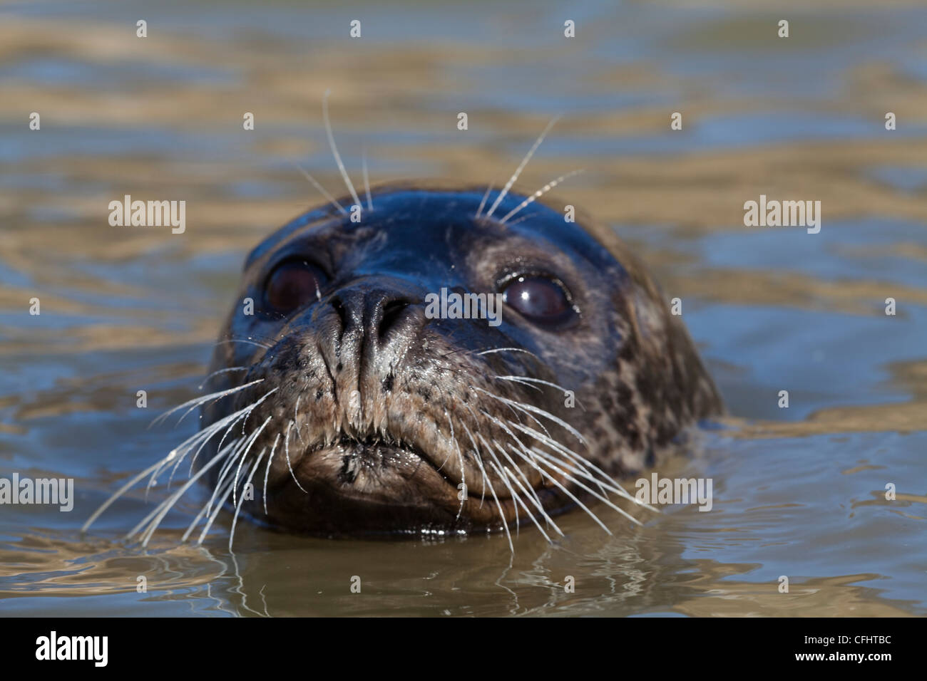 Gemeinsame oder Seehund (Phoca Vitulina). Im Wasser, Kopfprofil, Nasenlöcher geschlossen. Stockfoto