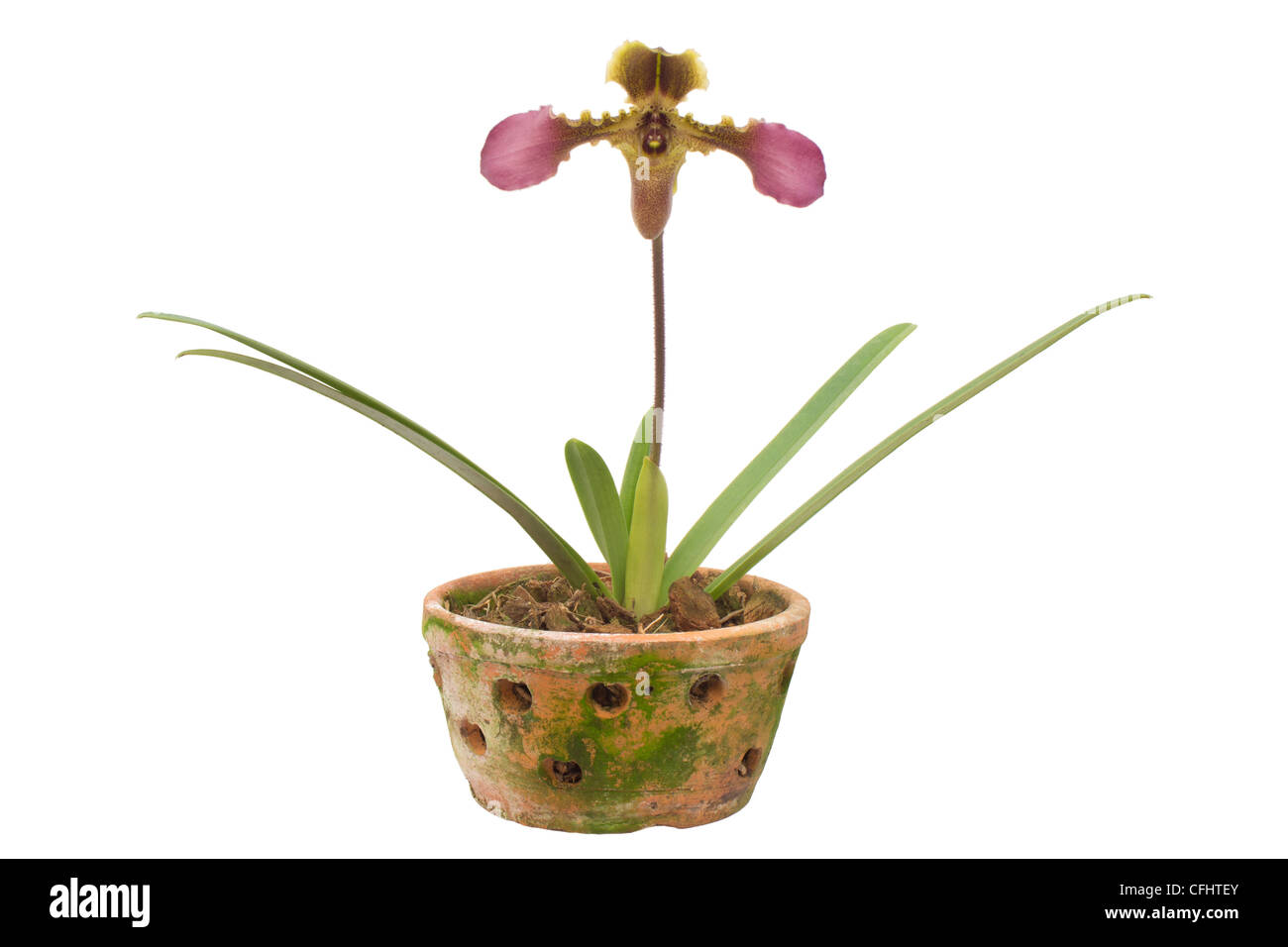 Paphiopedilum Hirsutissimum isoliert auf weißem Hintergrund. Stockfoto