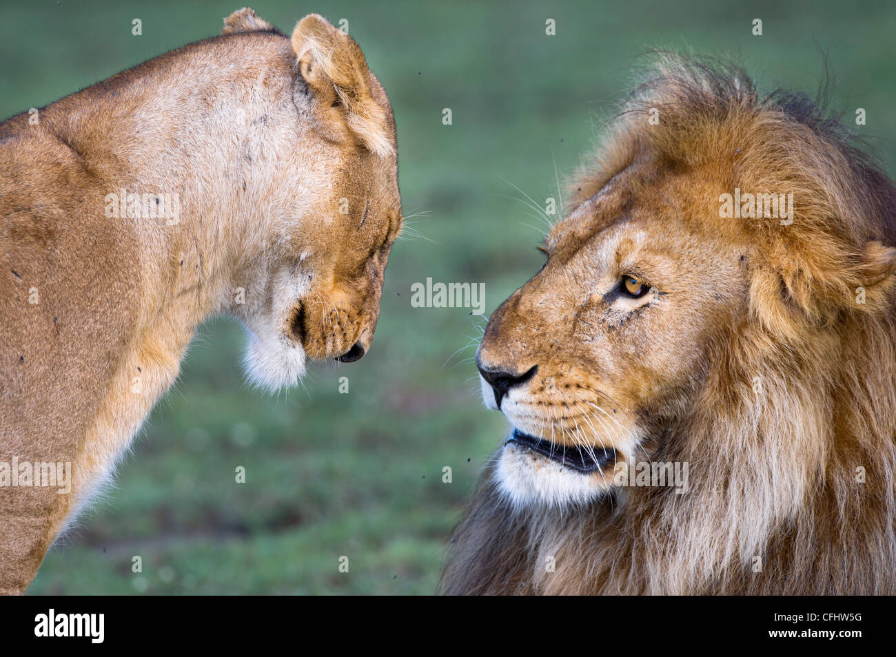Männlichen und weiblichen afrikanischen Löwen am großen Moor, Ndutu, Serengeti, Tansania Stockfoto