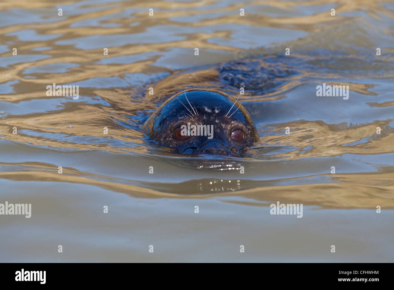 Gemeinsame ODER HAFEN DICHTUNG (phoco Vitulina). Schwimmen. Kopf mit Sinnesorgane, Augen, Ohren und Nasenlöcher, auf dem Wasser. Stockfoto