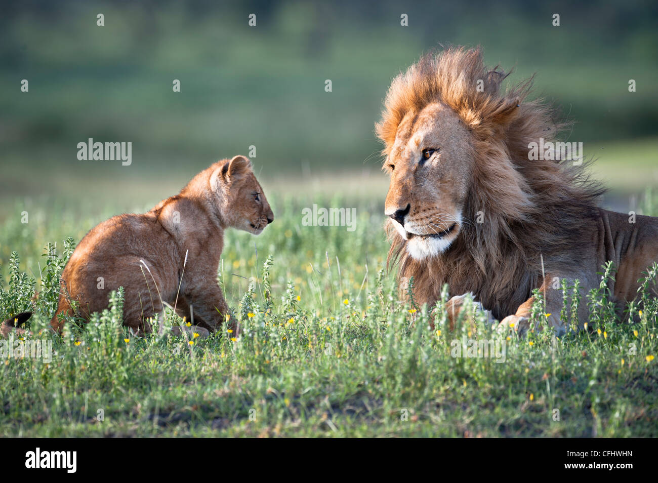 Männlichen afrikanischen Löwen spielen mit 4 Monate alten Jungen, großen Marsh, Ndutu, Serengeti, Tansania Stockfoto