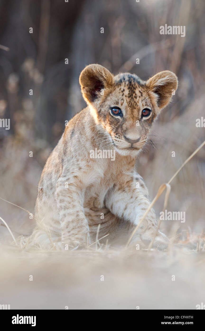 African Lion Cubs, ca. 3 Monate alt, South Luangwa Nationalpark, Sambia Stockfoto