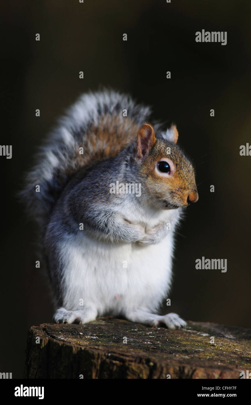 Eine graue Eichhörnchen sitzen auf einem Baumstamm mit einem schwarzen backgroundUK Stockfoto