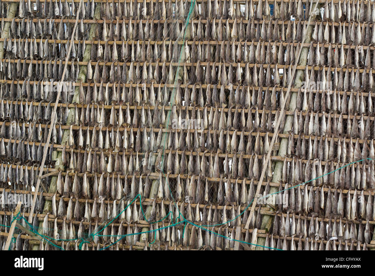 Kabeljau traditionell zum Trocknen in den Hafen von Myra, umgeben von Bergen, Nord-Norwegen, Scandinavia gehängt. Stockfoto