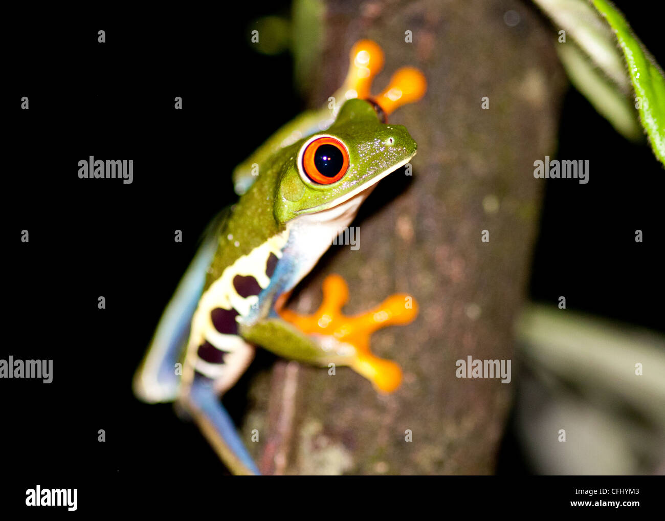 Red Eyed Laubfrosch hocken auf einem Ast Stockfoto