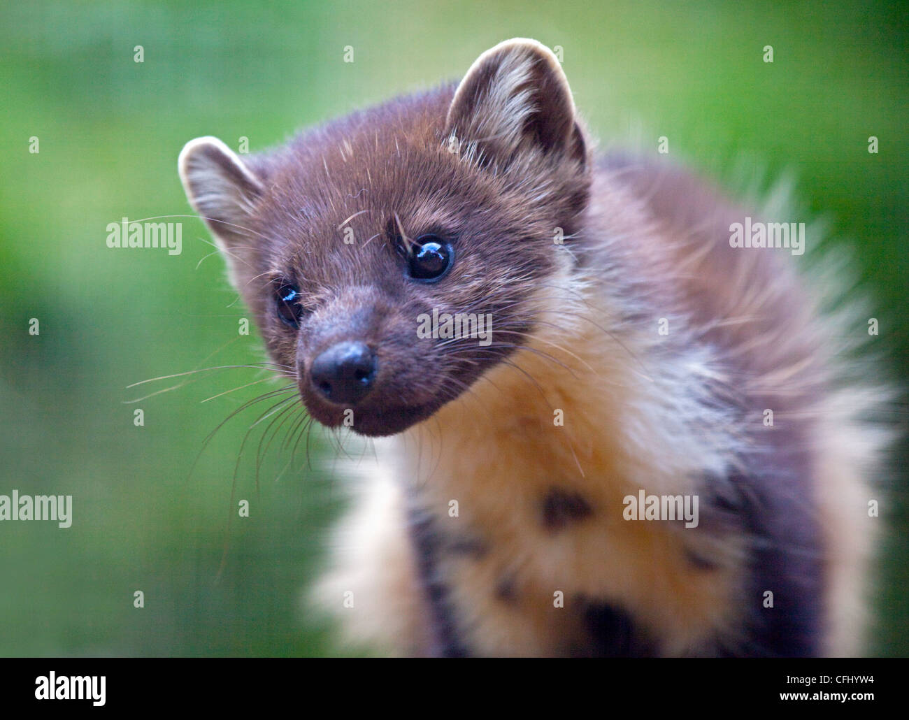 Baummarder (Martes Martes) Stockfoto