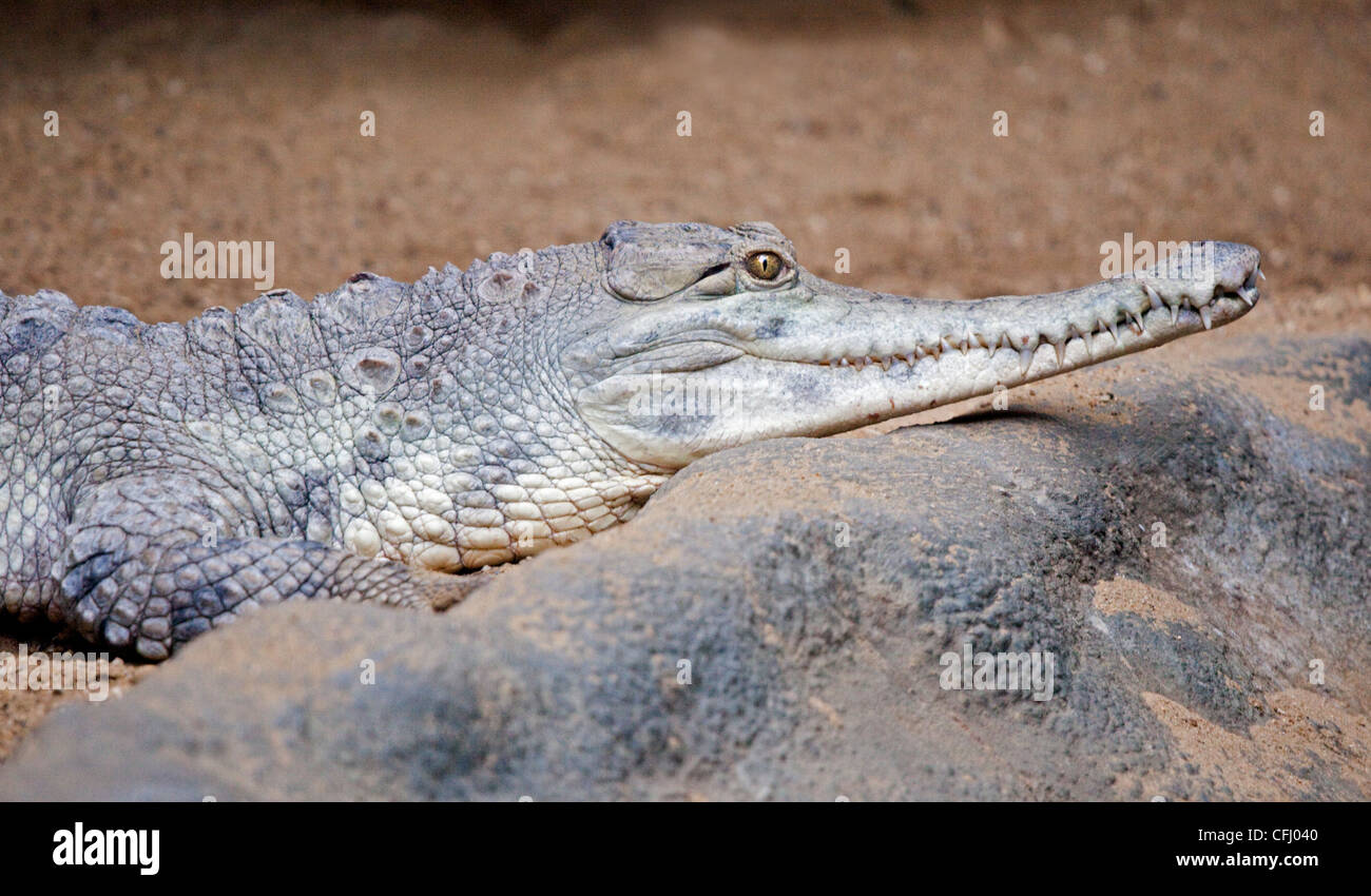 Schlanke Snouted Krokodil (Crocodylus Cataphractus) Stockfoto